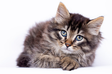 Pet animal; cute tabby kitten