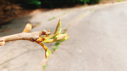 木の芽
