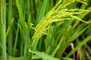Yunhe china cloud terrace rice