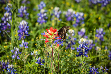 butterfly on a flower
