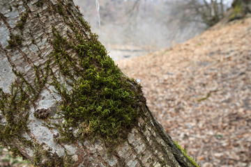 tree with moss on roots in a green forest or moss on tree trunk. Tree bark with green moss. Azerbaijan nature.
