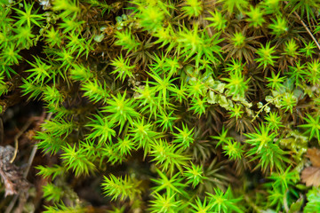 Close-up of freshness green moss growing covered on stone floor with water drops in the sunlight,