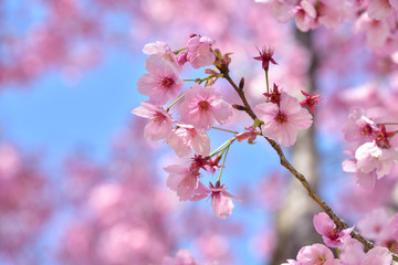 満開のカンヒザクラ