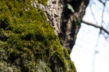 tree with moss on roots in a green forest or moss on tree trunk. Tree bark with green moss. Azerbaijan nature.