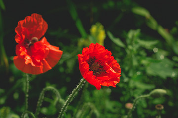 close up red poppy flowers dark toned ,blurred background with copy space