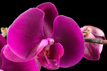 Branch of violet phalaenopsis or Moth orchid from isolated on black background