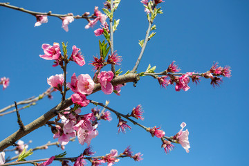 Beautiful and elegant pale light pink peach blossom flower on the tree branch