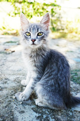 gray fluffy kitten with green eyes sits on the road