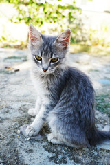 gray fluffy kitten with green eyes sits on the road