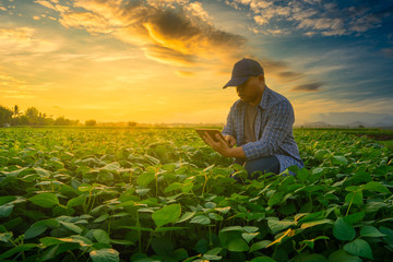 Farmer using smartphone in mung bean garden with light shines sunset, modern technology application in agricultural growing activity concept - obrazy, fototapety, plakaty