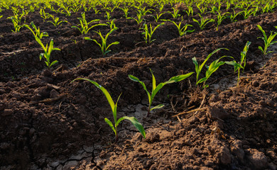 Growing maize seedling in the agricultural corn field