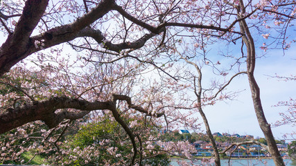 公園の周りに咲く桜