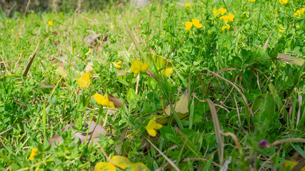 公園の周り咲く小さな黄色い花