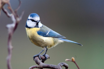 Blaumeise (Cyanistes caeruleus)