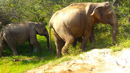 Fototapeta premium Wild elephants in Yala park