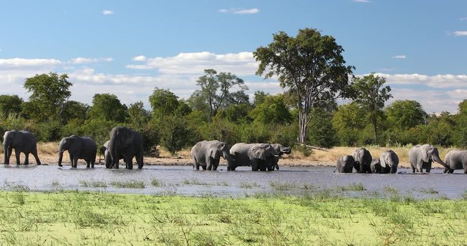 herd of African Elephant on waterhole in Moremi game reserve Botswana, Africa safari wildlife