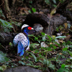 Kalij Pheasant