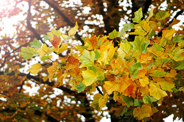 Fall leaves on tree changing color in autumn forest and sunlight.