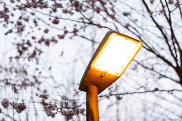 Laterne zwischen Kirschblüten