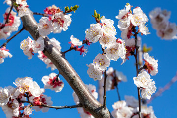 Apricot tree flowers with soft focus. Spring white flowers on a tree branch. Apricot tree in bloom. Spring, seasons, white flowers of apricot tree close-up.