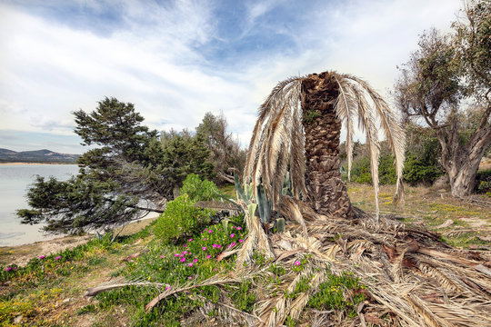 kranke Palme in gr&uuml;ner Landschaft