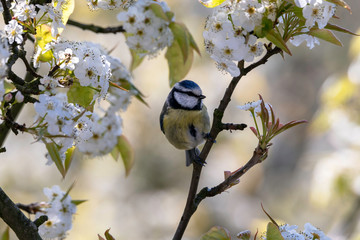 Blue Tit Spring
