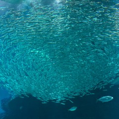 水族館でイワシの大群