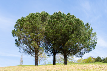 Three beautiful pine trees of the countryside. France.