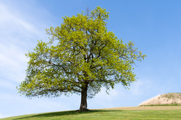 Fototapeta na wymiar Tree with a blue sky in the background.