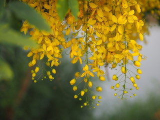 Cassia fistula, Golden Shower Tree, Ratchaphruek yellow color flowers in full bloom with rain drops after rainfall beautiful in garden blurred of nature background