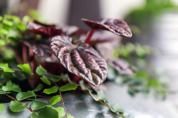 Peperomia caperata (native to Brazil) close-up and asplenium on a blurry background in a thriving flower pot. Garden of potted plants at home. Soft focus.