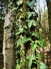 Efeu Kletterplanze auf Baum