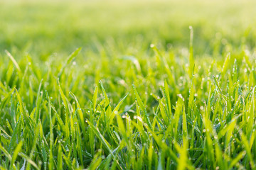 Cu new wheat with dew