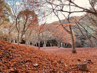 熊本県の麓城跡の紅葉