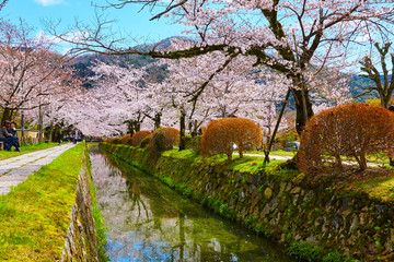 桜３７