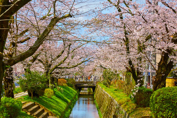 桜３６