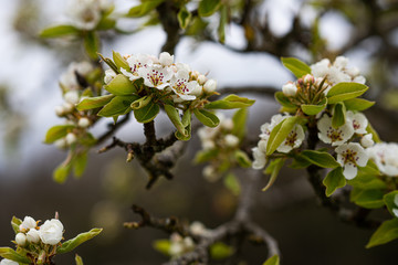 Fleurs de poirier au printemps