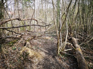 Grazer Urwald