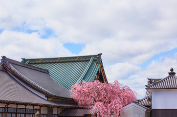 桜３１
