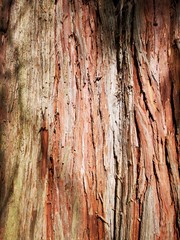 rote Baumrinde Hintergrundbild