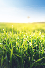 Farmland under blue sky and white clouds