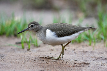 Common sandpiper (Actitis hypoleucos)