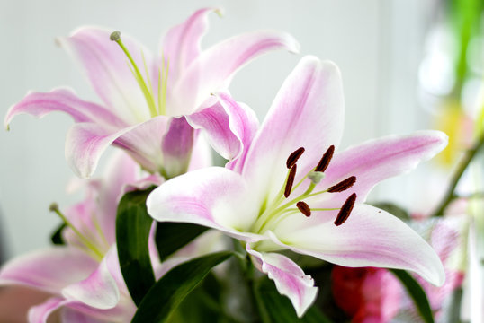 Bouquet of pink lilies. Beautiful pink lilies in a bouquet.