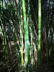 Bambuswald