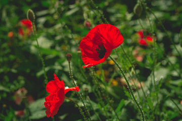close up red poppy flowers dark toned ,blurred background