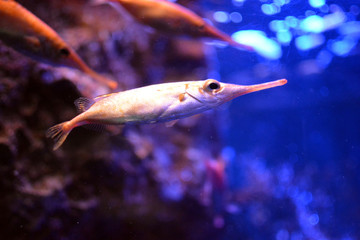 とても細長い口のユニークな魚　水槽の中を泳ぐサギフエ