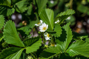Strawberry leaves and flowers in water