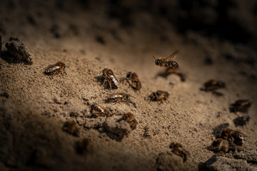Bienen auf dem Sandboden
