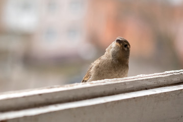 City Sparrow, female, on the balcony.