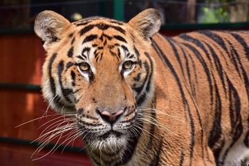 A close up of the Bengal tiger face